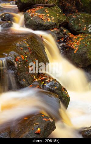 Derbyshire Peak District National Park Herbstblätter und Waterfall Burbage Brook in Padley Gorge, Grindleford, Derbyshire, England, Großbritannien, GB, Europa Stockfoto