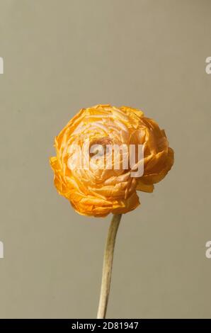 Trockene Ranunculus-Blume, Nahaufnahme, lokaler Fokus Stockfoto