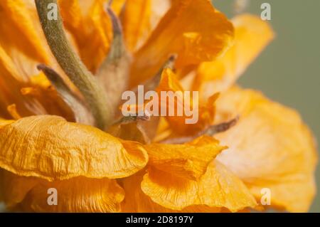 Trockene Ranunculus-Blume, Nahaufnahme, lokaler Fokus Stockfoto