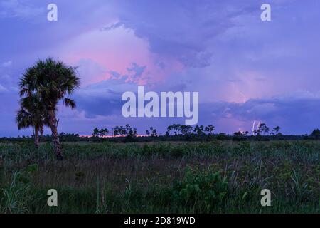 Blitz bei Sonnenuntergang im Pine Glades Naturgebiet, Jupiter, Florida, Palm Beach County, USA Stockfoto