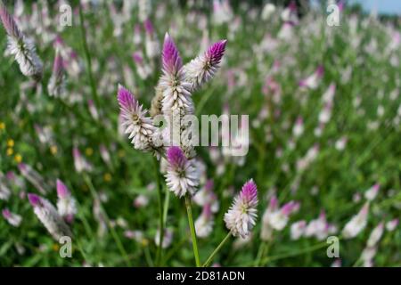 Plumed cockscomb bunte Blume aus der Nähe suchen genial in einem indischen Feld. Stockfoto