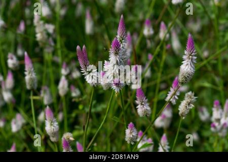 Plumed cockscomb bunte Blume aus der Nähe suchen genial in einem indischen Feld. Stockfoto