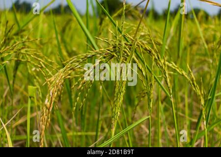 Indische Reisfarm aus der Nähe suchen genial vor der Ernte. Stockfoto