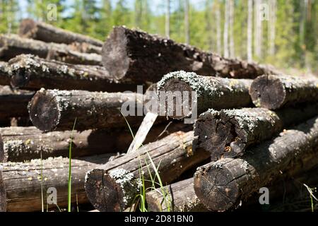 Haufen alter Sägebäume verloren im Wald Stockfoto