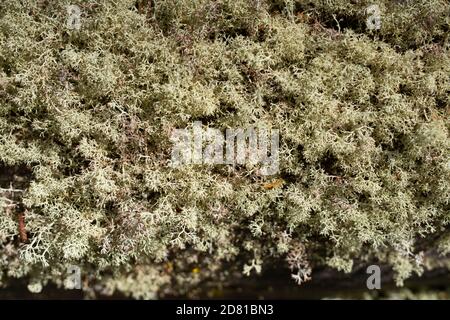 Moos auf Baum Brunch an einem Sommertag Nahaufnahme Anzeigen Stockfoto