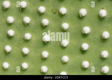 Angel Wings / Polka-Dot Kaktus (Opuntia microdasys albispina), eine mexikanische Art, Nahaufnahme von Wirbelsäulenhaufen, Mallorca. Stockfoto