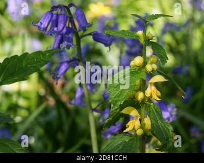 Gelber Erzengel (Lamium galeobdolon) blüht unter Bluebells (Hyacinthoides nonscripta) im Waldunterstock, bei Box, Wiltshire, UK, April. Stockfoto