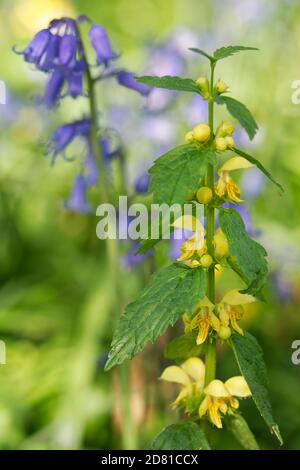 Gelber Erzengel (Lamium galeobdolon) blüht unter Bluebells (Hyacinthoides nonscripta) im Waldunterstock, bei Box, Wiltshire, UK, April. Stockfoto