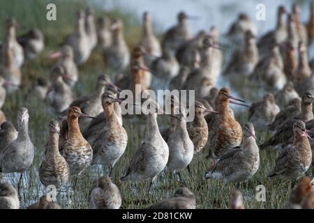 Schwarzschwanzgodwit (Limosa limosa) Herde stehend mit dem Kopf nach oben, wachsam für Luftfeinde an einem Feuchtgebiet Roost, Gloucestershire, Großbritannien. Stockfoto