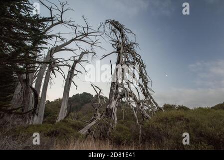 Tote Zedernbäume stehen in Point Reyes National Seashore in Marin County, Kalifornien, blattlos und trocken. Stockfoto