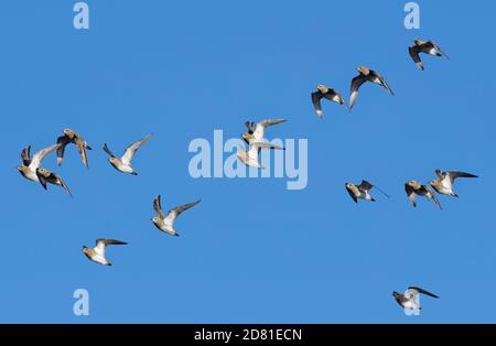 Goldener Pflüger (Pluvialis apricaria) Flock fliegend über, Gloucestershire, Großbritannien, Februar. Stockfoto