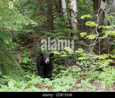 Schwarzbär Nahaufnahme Profilansicht im Wald Blick auf die Kamera, zeigt Kopf, Ohren, Augen, Nase, Schnauze, in seinem Lebensraum und Umgebung mit Stockfoto