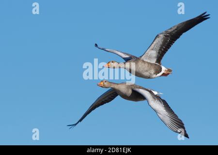 Graugans (Anser anser) Paar im Flug gegen einen blauen Himmel, Gloucestershire, Großbritannien, Februar. Stockfoto