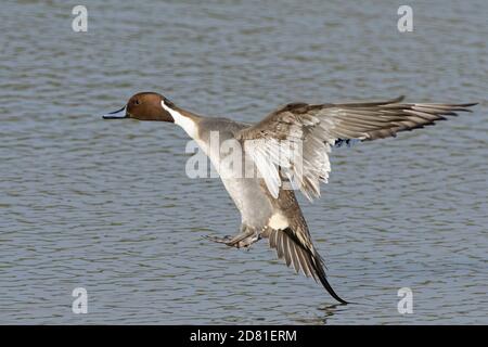 Nördliche Pintail (Anas acuta) drake Landung auf einem Sumpfgebiet Pool, Gloucestershire, Großbritannien, Februar. Stockfoto