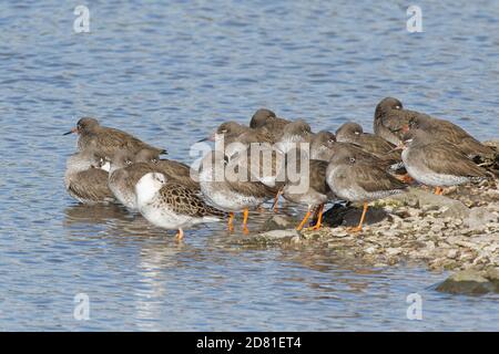 Rotschenkelgruppe (Tringa totanus) und ein Ruff (Calidris pugnax), der bei Flut am Rande eines Sumpflacks in Gloucestershire, Großbritannien, brüllt. Stockfoto