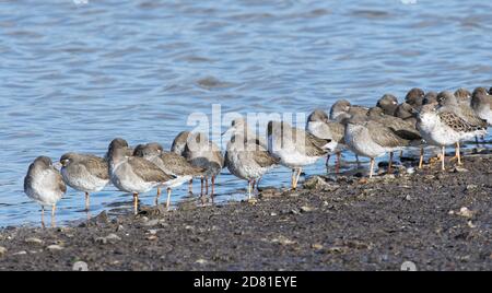 Rotschenkelgruppe (Tringa totanus) und ein Ruff (Calidris pugnax), der bei Flut am Rande eines Sumpflacks in Gloucestershire, Großbritannien, brüllt. Stockfoto