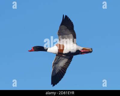 Gewöhnlicher Schelmensel (Tadorna tadorna) drake im Flug gegen einen blauen Himmel, Gloucestershire, Großbritannien, Februar. Stockfoto