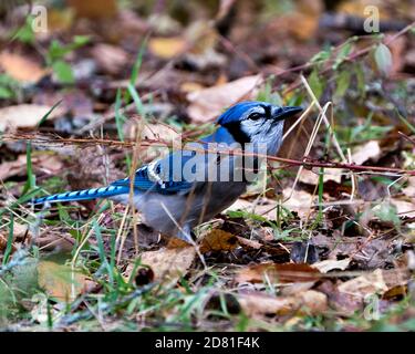 Blue Jay Nahaufnahme Profilansicht auf einem Boden mit einem unscharfen Hintergrund in seiner wilden Umgebung und Lebensraum. Bild. Bild. Hochformat. Stockfoto