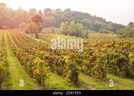 Reihe von Reben, die rot und gelb in Hangfeld Im Herbst Stockfoto