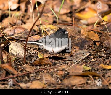 Junco Nahaufnahme Profilansicht auf dem Boden mit braunen Blättern in der Herbstsaison in seiner Umgebung und Lebensraum. Junco-Bild mit dunklen Augen. Bild. Stockfoto