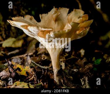 Nahaufnahme von Chanterelle-Pilzen im Lebensraum Stockfoto
