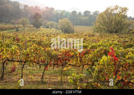Reihen von Reben, die in einem Weinberg im Herbst gelb und rot werden. Streulicht. Stockfoto