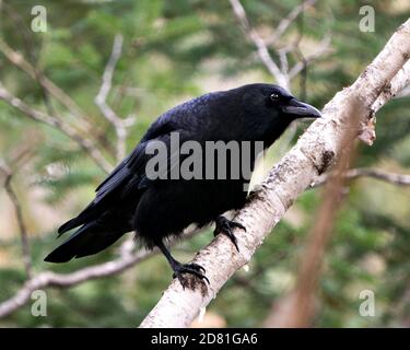 Raven close-up Profil Ansicht auf einem Zweig im Wald mit einem unscharfen Hintergrund in seiner Umgebung und Lebensraum thront. Stockfoto