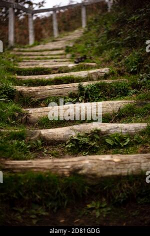 Ein Pfad schlängelt sich durch die Wälder bei Fairlight Glen, in der Nähe von Hastings, East Sussex Stockfoto