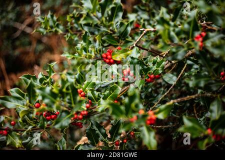 Ein Holly Bush in the Woods bei Fairlight Glen, nahe Hastings, East Sussex Stockfoto