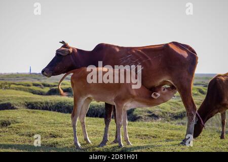 Ein Baby Kuh-Kalb säugt Milch von ihrer Mutter an einem grünen Strand. Südasiatische Kuh. Stockfoto