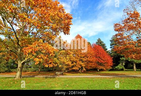 Bedford Park, Bedfordshire. Oktober 2020. Bäume und Blätter in ihrem Höhepunkt der schönen Herbstfärbungen rund um Bedford Park an einem hauptsächlich sonnigen Oktobernachmittag. Bedford, Großbritannien 26. Oktober 2020 Credit: KEITH MAYHEW/Alamy Live News Stockfoto