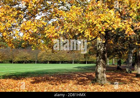 Bedford Park, Bedfordshire. Oktober 2020. Bäume und Blätter in ihrem Höhepunkt der schönen Herbstfärbungen rund um Bedford Park an einem hauptsächlich sonnigen Oktobernachmittag. Bedford, Großbritannien 26. Oktober 2020 Credit: KEITH MAYHEW/Alamy Live News Stockfoto