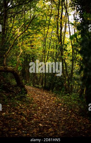 Ein Pfad schlängelt sich durch die Wälder bei Fairlight Glen, in der Nähe von Hastings, East Sussex Stockfoto