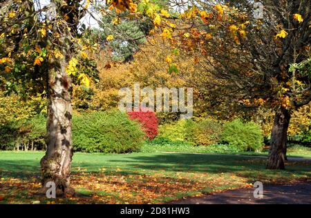 Bedford Park, Bedfordshire. Oktober 2020. Bäume und Blätter in ihrem Höhepunkt der schönen Herbstfärbungen rund um Bedford Park an einem hauptsächlich sonnigen Oktobernachmittag. Bedford, Großbritannien 26. Oktober 2020 Credit: KEITH MAYHEW/Alamy Live News Stockfoto