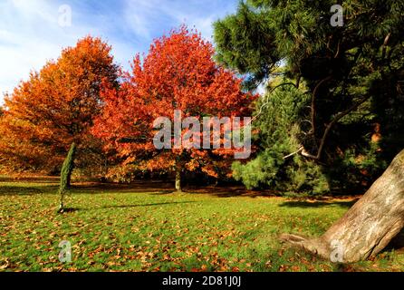 Bedford Park, Bedfordshire. Oktober 2020. Bäume und Blätter in ihrem Höhepunkt der schönen Herbstfärbungen rund um Bedford Park an einem hauptsächlich sonnigen Oktobernachmittag. Bedford, Großbritannien 26. Oktober 2020 Credit: KEITH MAYHEW/Alamy Live News Stockfoto