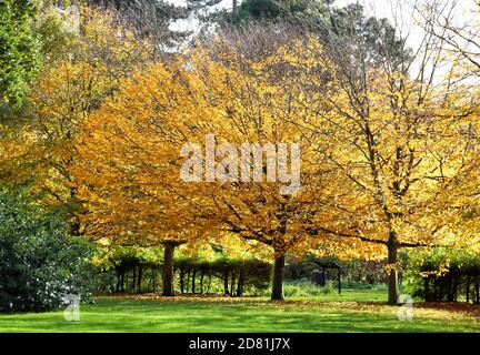 Bedford Park, Bedfordshire. Oktober 2020. Bäume und Blätter in ihrem Höhepunkt der schönen Herbstfärbungen rund um Bedford Park an einem hauptsächlich sonnigen Oktobernachmittag. Bedford, Großbritannien 26. Oktober 2020 Credit: KEITH MAYHEW/Alamy Live News Stockfoto