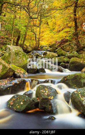 Derbyshire Peak District National Park, Herbstfarben, gefallene Blätter und ein Wasserfall Burbage Brook, Padley Gorge, Derbyshire, England, UK, GB, Europa Stockfoto