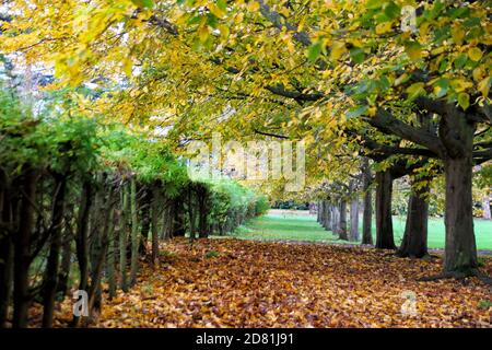 Bedford Park, Bedfordshire. Oktober 2020. Bäume und Blätter in ihrem Höhepunkt der schönen Herbstfärbungen rund um Bedford Park an einem hauptsächlich sonnigen Oktobernachmittag. Bedford, Großbritannien 26. Oktober 2020 Credit: KEITH MAYHEW/Alamy Live News Stockfoto