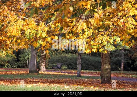 Bedford Park, Bedfordshire. Oktober 2020. Bäume und Blätter in ihrem Höhepunkt der schönen Herbstfärbungen rund um Bedford Park an einem hauptsächlich sonnigen Oktobernachmittag. Bedford, Großbritannien 26. Oktober 2020 Credit: KEITH MAYHEW/Alamy Live News Stockfoto