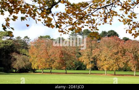 Bedford Park, Bedfordshire. Oktober 2020. Bäume und Blätter in ihrem Höhepunkt der schönen Herbstfärbungen rund um Bedford Park an einem hauptsächlich sonnigen Oktobernachmittag. Bedford, Großbritannien 26. Oktober 2020 Credit: KEITH MAYHEW/Alamy Live News Stockfoto