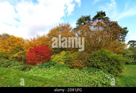 Bedford Park, Bedfordshire. Oktober 2020. Bäume und Blätter in ihrem Höhepunkt der schönen Herbstfärbungen rund um Bedford Park an einem hauptsächlich sonnigen Oktobernachmittag. Bedford, Großbritannien 26. Oktober 2020 Credit: KEITH MAYHEW/Alamy Live News Stockfoto