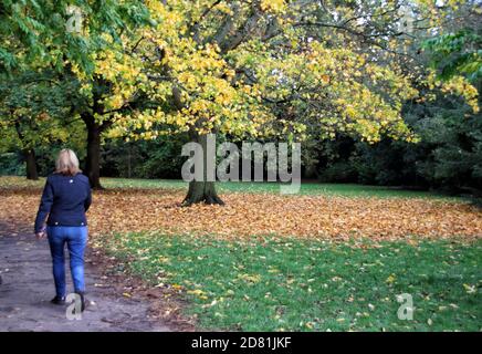 Bedford Park, Bedfordshire. Oktober 2020. Bäume und Blätter in ihrem Höhepunkt der schönen Herbstfärbungen rund um Bedford Park an einem hauptsächlich sonnigen Oktobernachmittag. Bedford, Großbritannien 26. Oktober 2020 Credit: KEITH MAYHEW/Alamy Live News Stockfoto