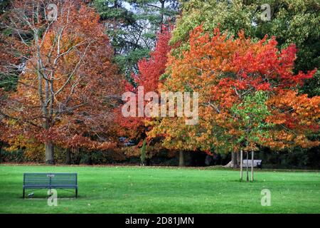 Bedford Park, Bedfordshire. Oktober 2020. Bäume und Blätter in ihrem Höhepunkt der schönen Herbstfärbungen rund um Bedford Park an einem hauptsächlich sonnigen Oktobernachmittag. Bedford, Großbritannien 26. Oktober 2020 Credit: KEITH MAYHEW/Alamy Live News Stockfoto