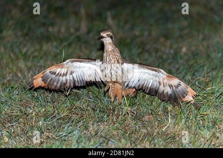 Bush Stone-Curlew Burhinus grallarius Cairns, Queensland, Australien 30. Oktober 2019 Erwachsene tun Ablenkung Anzeige. Burhinidae AKA Stockfoto