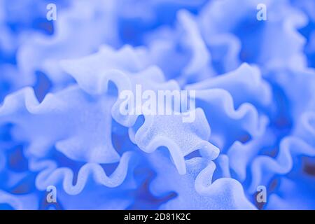 Italienische trockene gewellte Pasta Hintergrund in blau abstrakte Farbe. Gesundes traditionelles Essen. Draufsicht. Nahaufnahme des Makros. Hochwertige Fotos Stockfoto