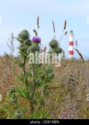 Eine schottische Distel (Onopordum acanthium) wächst in Heide in Schottland, Großbritannien, Europa. Stockfoto