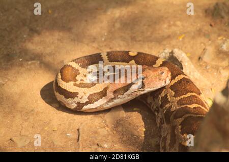 Porträt eines Erwachsenen Netzhaut Python, Nahaufnahme. Weichzeichnen Hintergrund Foto Stockfoto