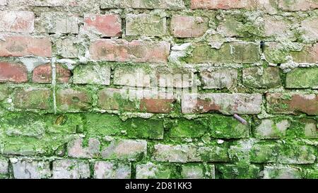 Verwitterte alte rote Terrakotta-Ziegelwand mit grünem Moos und grunge Zementfugen. Backstein texturierter Hintergrund. Backdrop für Mauerwerk. Steinmauerwerk Wand su Stockfoto