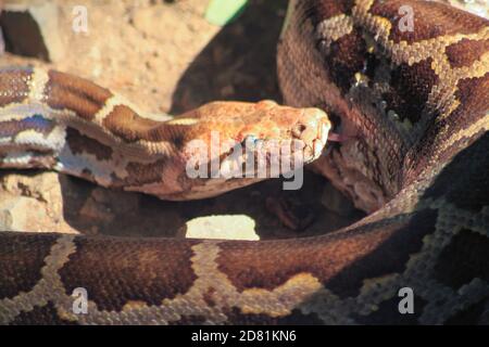 Porträt eines Erwachsenen Netzhaut Python, Nahaufnahme. Weichzeichnen Hintergrund Foto Stockfoto