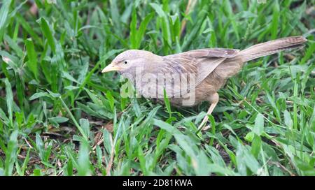 Ceylon Rufous Babbler (Turdoides rufescens) sammelt Futter auf dem Rasen. Sri Lanka endemische Arten, Dezember Stockfoto